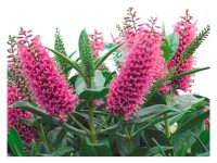 Örökzöld veronikacserje zöld cserépátmérő: kb. 12 cm