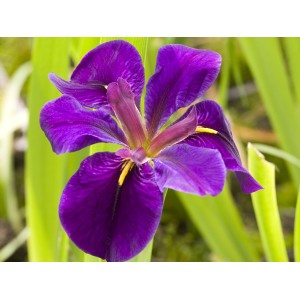 Közeli kép egy lila japán íriszről (Iris kaempferi) cserépben.