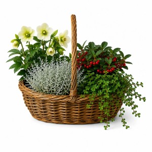 Ültetett vesszőkosár négy téli növénnyel, pl. hunyor, ezüstlevél és bogyók.