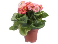 Szobai kankalin (Primula obconica)