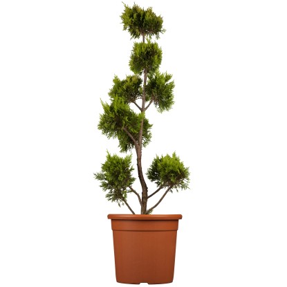 GROW Leyland Ciprus Gold Rider Pompon mag. kb 80 cm cserép kb 9l Cupressocyparis