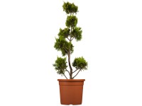 GROW Leyland Ciprus Gold Rider Pompon mag. kb 80 cm cserép kb 9l Cupressocyparis GROW Leyland Ciprus Gold Rider Pompon mag. kb 80 cm cserép kb 9l Cupressocyparis