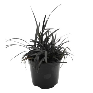 Fekete japán kígyófű (Ophiopogon planiscapus 'Nigrescens') cserépben, dekoratív őszi növény.
