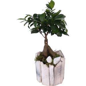 Szobai bonsai elrendezés fa edényben, kb. 13 cm, dekoratív lombnövény.
