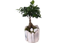 Ginseng fikusz kompozíció fa edényben cserépátmérő: kb. 13 cm