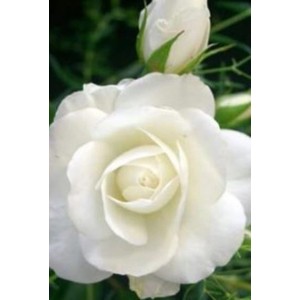 Fehér Patio Hit ágyásrózsa cserépben, kb. 45 cm magas. Elegáns, klasszikus rózsa.