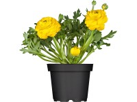 OBI ázsiai boglárka különböző színekben cserépátmérő: kb. 14 cm Ranunculus