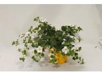 Bacopa sárga 10,5 cm Bacopa sárga 10,5 cm