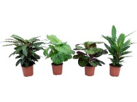 Zebralevél válogatott magassága kb. 65 cm+ cserépátmérő: kb. 17 cm Calathea