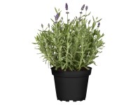 Közönséges levendula kék cserépátmérő kb. 13 cm Lavandula angustifolia