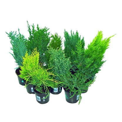 Örökzöld mix (Koniferen Mix) kb.: 9 cm cserépben