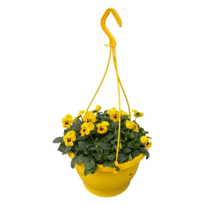 Sárga szarvacskás árvácska (Viola cornuta) függőkosárban, sárga cserépben, kb. 25 cm magas. Beültetett tál erkélyre és teraszra.