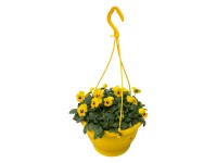 Szarvacskás árvácska függő cserépben választható színben magasság kb. 25 cm