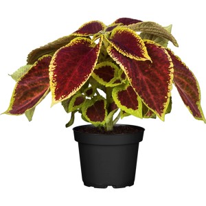 Coleus cserépben, többszínű levelek piros, sárga és zöld színben, álló növény erkélyre és kertbe.