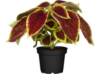 OBI díszcsalán cserépátmérő: kb. 13 cm Coleus OBI díszcsalán cserépátmérő: kb. 13 cm Coleus