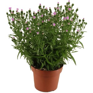 Cserepes Aster Baby Pink, kb. 14 cm átmérőjű. Világos rózsaszín krizantém zöld levelekkel.