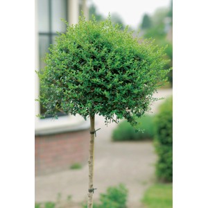 GROW by OBI Ion cserje gömb alakú fa, kb. 65 cm magas, 9 literes cserépben.