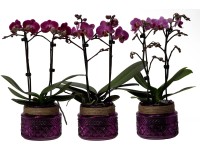 Lepkeorchidea 