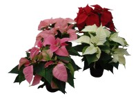 Mikulásvirág 12 cm Primero Glitter Icepunch