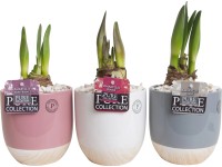 Amarillisz kerámia kaspóban cserépátmérő: kb. 12 cm