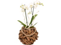 Orchidea kompozíció fa kaspóban cserépátmérő: kb. 23 cm