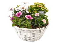 Nyári virágválogatás Fehér kosárban cserépátmérő kb. 30 cm