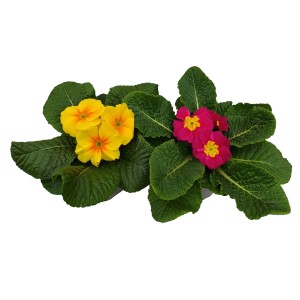 Sárga és rózsaszín Primula (kankalin) zöld levelekkel.