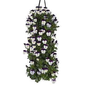 Lógó szarvacskás árvácska fehér és lila virágokkal, kb. 45-50 cm hosszú.