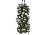 Szarvacskás árvácska falidísz több színben hosszúság 45 - 50 cm Viola cornuta Szarvacskás árvácska falidísz több színben hosszúság 45 - 50 cm Viola cornuta