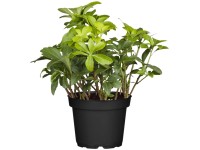 OBI japán kövérke fehér cserépátmérő: kb. 9 cm Pachysandra