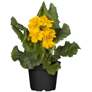 Sárga Cabrillo kerti kankalin cserépben, kb. 13 cm Ø, Primula veris.
