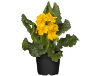 OBI tavaszi kankalin 