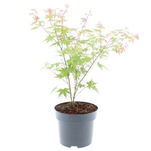 Japán juhar cserépben, kb. 40-60 cm magas, zöld és piros levelek.