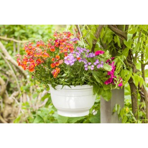 Színes vegyes virágú függőkosár, kb. 25 cm-es cserépben, narancs, lila és rózsaszín virágokkal.