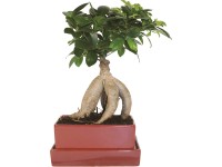 Bonsai víztartályos alátéttel cserépátmérő kb. 15 cm Ficus Bonsai víztartályos alátéttel cserépátmérő kb. 15 cm Ficus