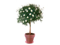 Grow by OBI nagyvirágú kerti margaréta fehér cserépátmérő:kb. 18 cm Leucanthemum Grow by OBI nagyvirágú kerti margaréta fehér cserépátmérő:kb. 18 cm Leucanthemum