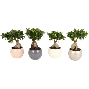 Bonsai Ficus Ginseng kerámia cserepekben négy színben, cserép kb. 19 cm Ø.
