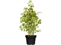 Kúszó hortenzia, fehér/krém, cserépátmérő kb. 17, Hydrangea petiolaris