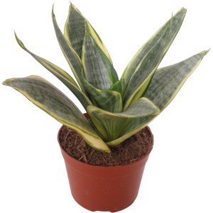 Sansevieria Hahnii barna cserépben, könnyen kezelhető szobanövény sárga-zöld levelekkel.