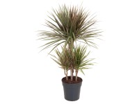 Tarka sárkányfa vál. mag. kb. 90 - 110 cm cserát. kb. 21 cm Dracaena marginata Tarka sárkányfa vál. mag. kb. 90 - 110 cm cserát. kb. 21 cm Dracaena marginata