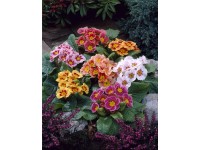 Jupiter közönséges kankalin cserépátmérő: kb. 10,5 cm