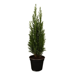 Kicsi, zöld törpefenyő cserépben (kb. 9 cm Ø). Ideális örökzöld sövénynövényként.