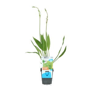 Vízitök 9 cm-es cserépben, Alisma plantago-aquatica, kerti tóba.