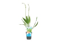 OBI vízi hídőr cserépátmérő: kb. 9 cm Alisma plantago-aquatica