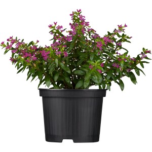 Hamis erika (Cuphea) cserépben, lila virágok, kb. 11 cm-es cserépátmérő, álló növény.