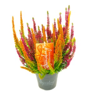 Hangafű Symphony cserépben, Calluna vulgaris narancs és rózsaszín virágokkal.