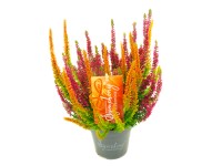 Közönséges csarab Közönséges csarab