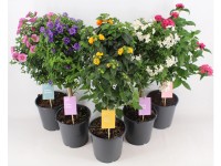 Cserepes növények mini törzsön cserépátmérő körülbelül 19 cm