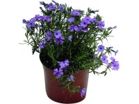 Virágágyi mix 14 cm-es cserépben