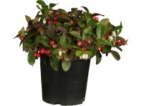 Kúszó fajdbogyó cserépátmérő: kb. 13 cm Gaultheria proc. Kúszó fajdbogyó cserépátmérő: kb. 13 cm Gaultheria proc.